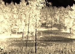 Sepia + Negatyw