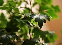 Oryginalny obrazek