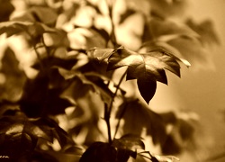 Sepia