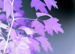 Negatyw