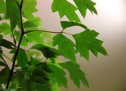 Oryginalny obrazek