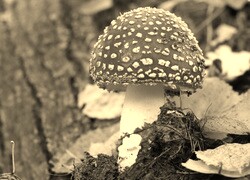 Sepia