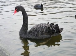 Oryginalny obrazek