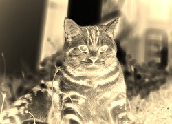 Sepia + Negatyw