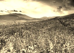 Szary + Sepia