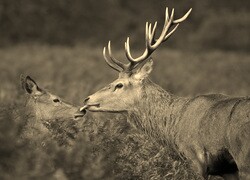 Szary + Sepia