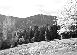 Szary + Sepia