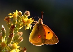 Oryginalny obrazek