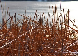 Oryginalny obrazek