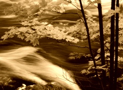 Sepia