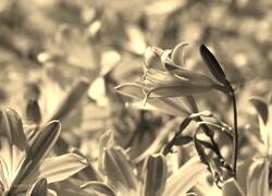 Szary + Sepia