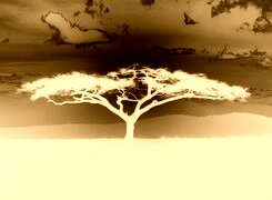 Sepia + Negatyw