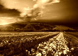Sepia