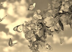 Szary + Sepia