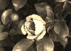 Szary + Sepia