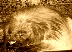 Sepia + Negatyw