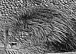 Skamielina