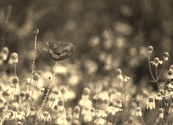 Szary + Sepia