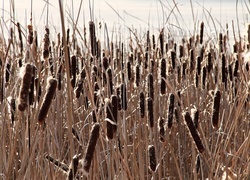 Oryginalny obrazek