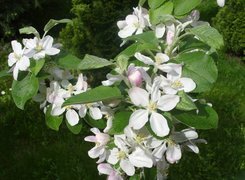 Oryginalny obrazek