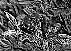 Skamielina