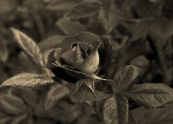 Szary + Sepia