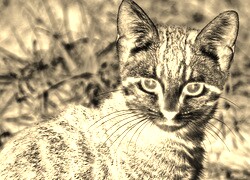 Sepia + Negatyw