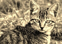 Sepia