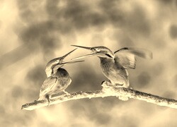 Sepia + Negatyw