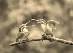 Szary + Sepia