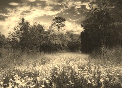 Szary + Sepia