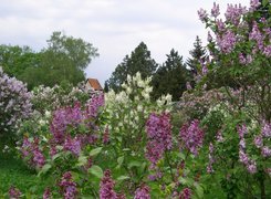 Oryginalny obrazek
