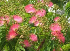 Oryginalny obrazek