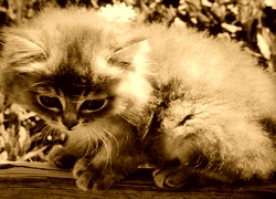 Sepia