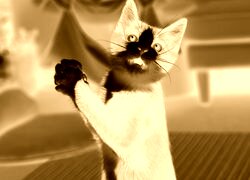Sepia + Negatyw