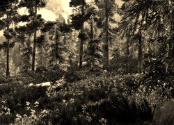 Sepia