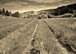 Szary + Sepia