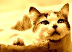Sepia