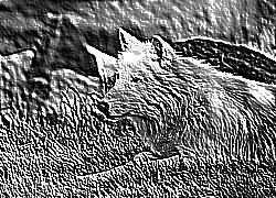 Skamielina