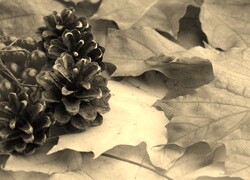 Szary + Sepia