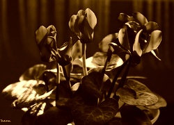 Sepia