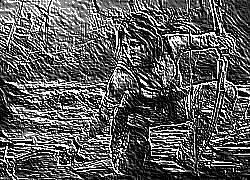 Skamielina