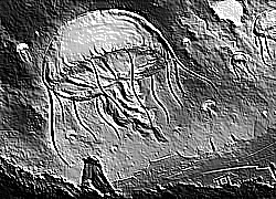 Skamielina