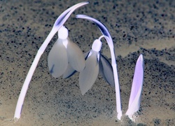 Negatyw