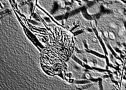 Skamielina