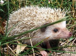Oryginalny obrazek