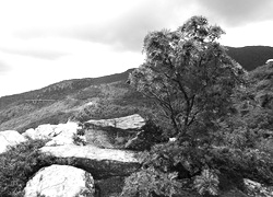 Szary + Sepia