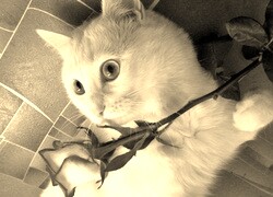 Szary + Sepia