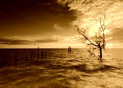 Sepia