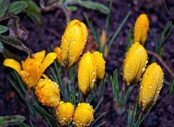 Oryginalny obrazek